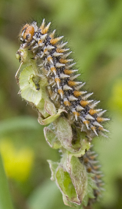 Melitaea, ma quale?